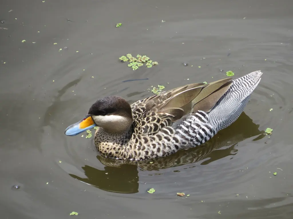 银鸭(Spatula versicolor)