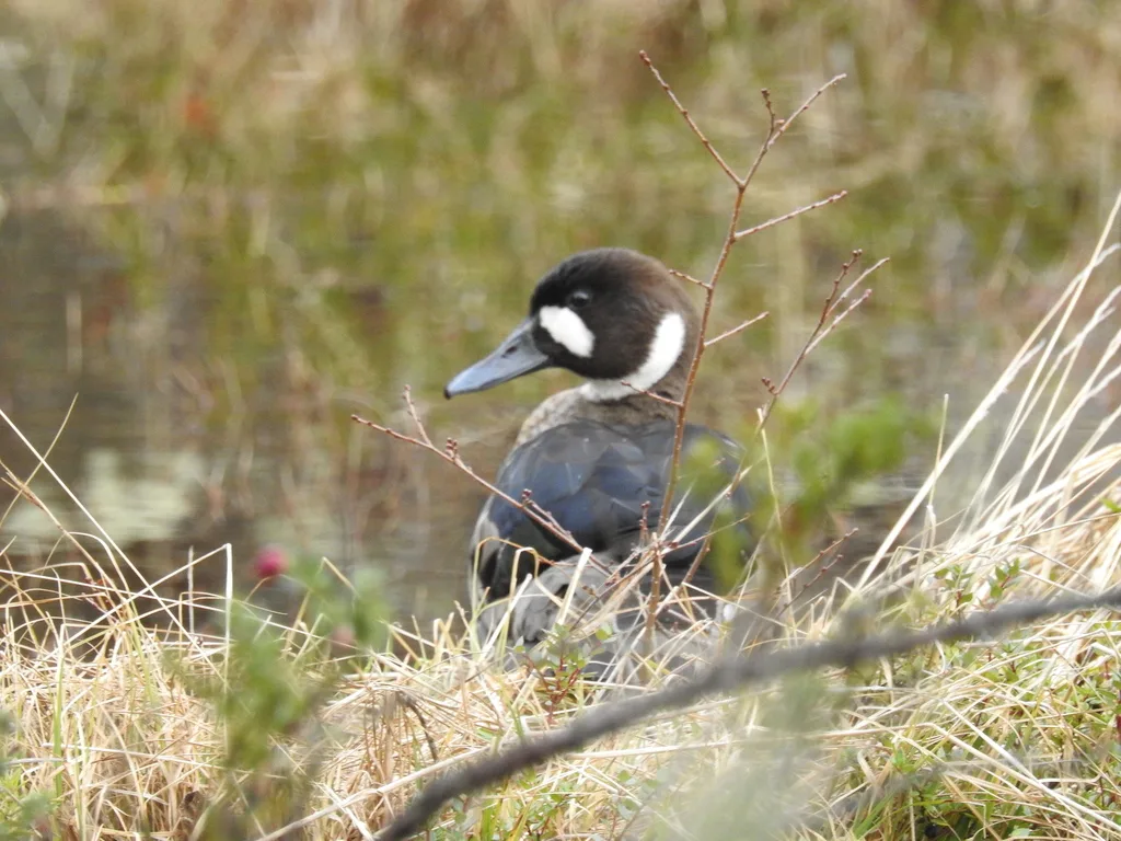 铜翅鸭（Speculanas specularis）