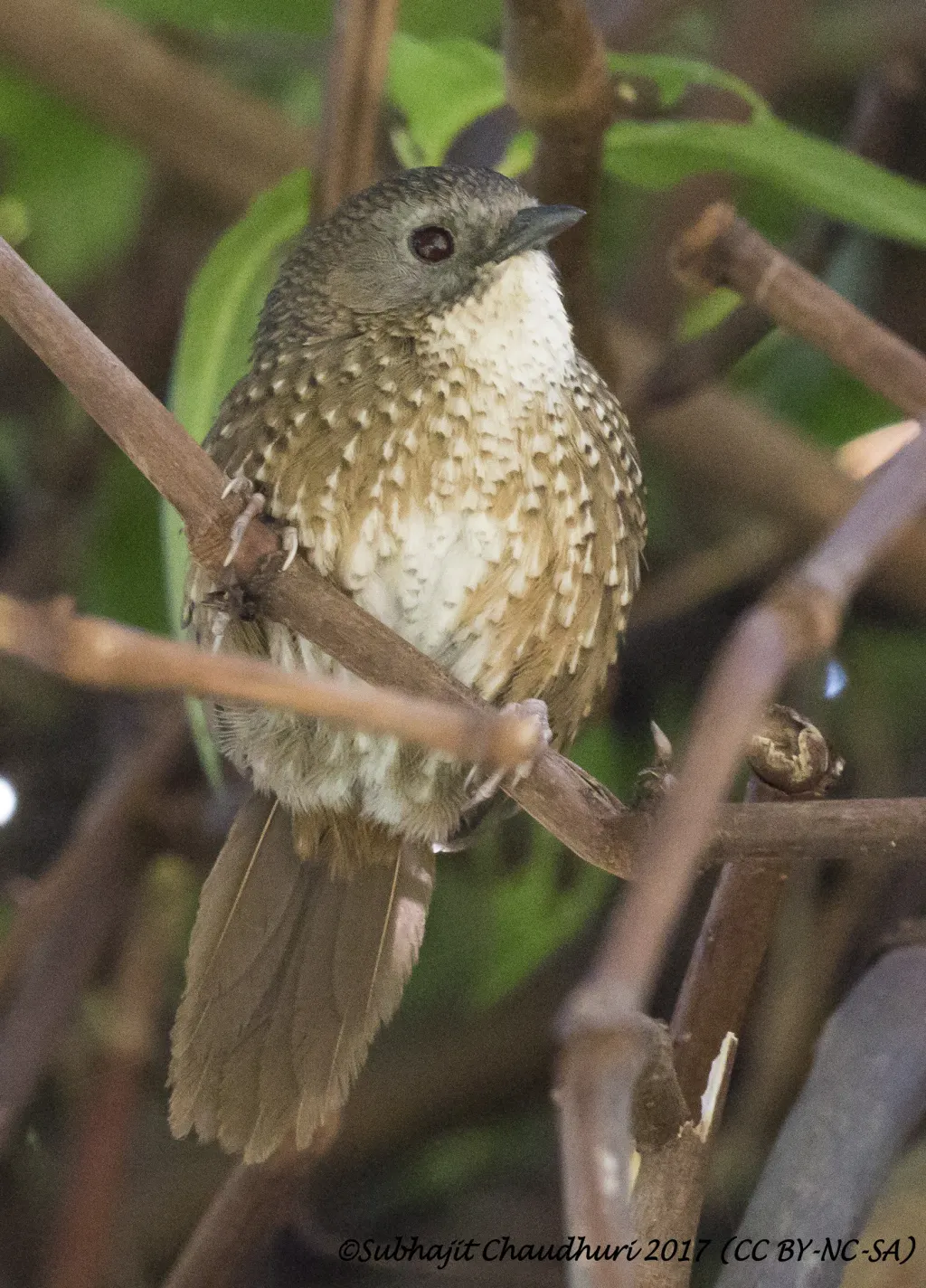 那伽鹩鹛（Spelaeornis chocolatinus）