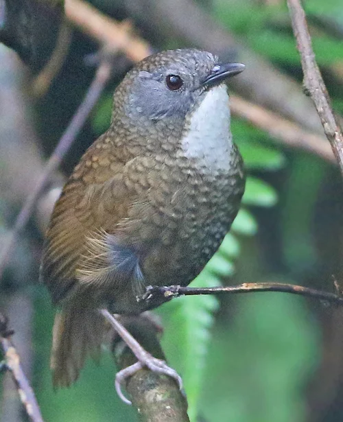 淡喉鹩鹛(Spelaeornis kinneari)