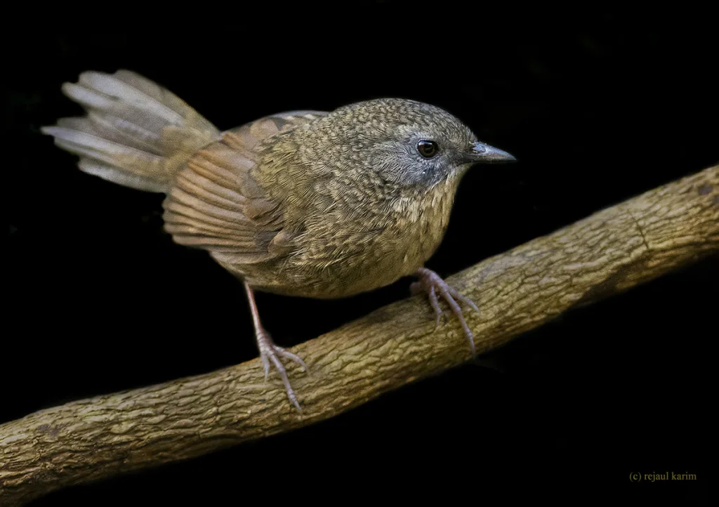 茶胸鹩鹛(Spelaeornis longicaudatus)
