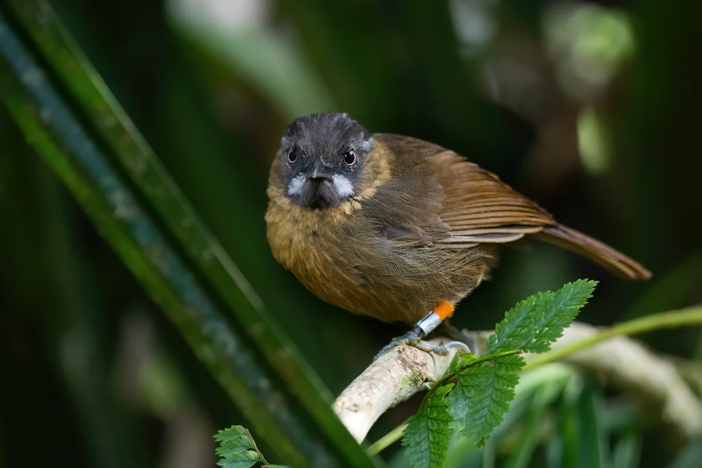 灰腹鹩鹛(Spelaeornis reptatus)