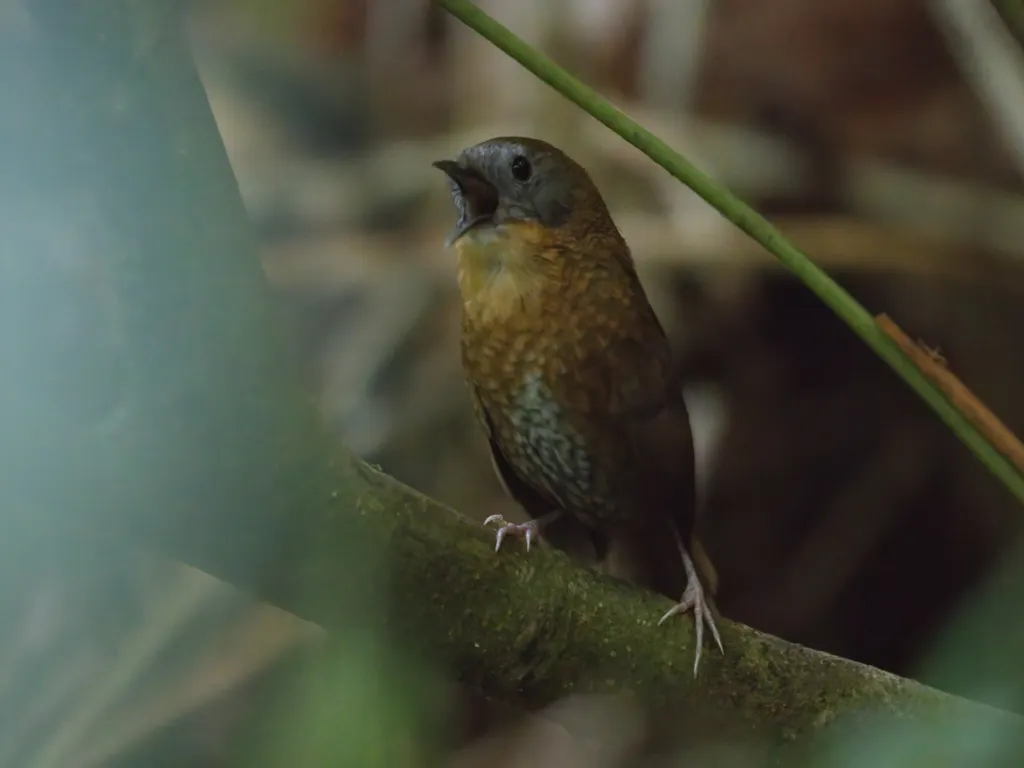 灰腹鹩鹛(Spelaeornis reptatus)