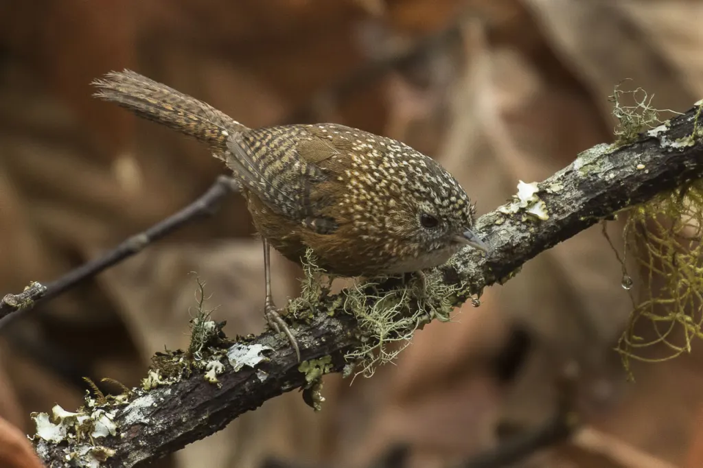 斑翅鹩鹛(Spelaeornis troglodytoides)