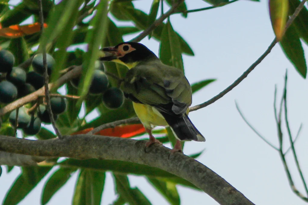 澳裸眼鹂(Sphecotheres vieilloti)