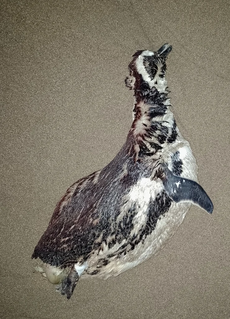 南美企鹅(Spheniscus magellanicus)