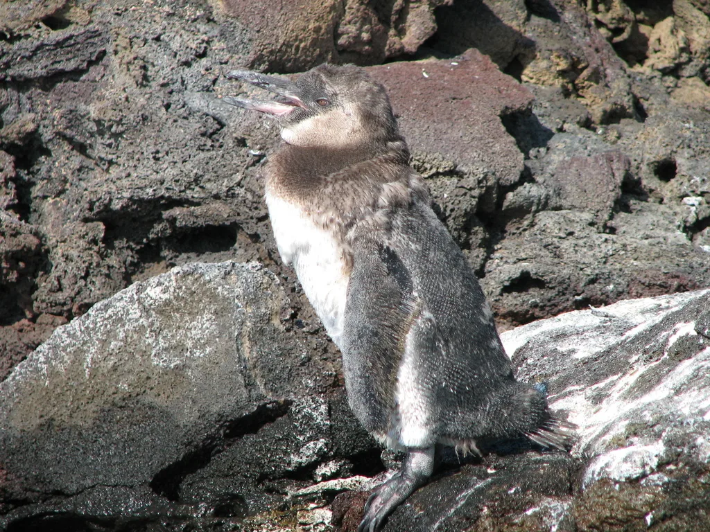 加岛企鹅(Spheniscus mendiculus)