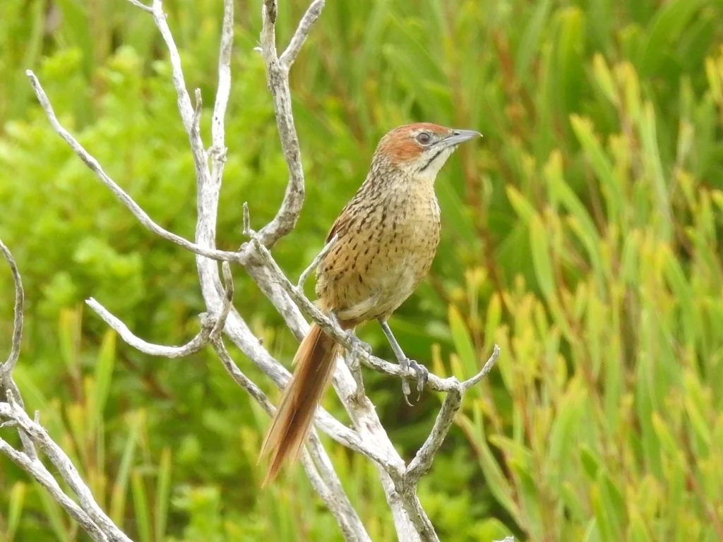 草莺(Sphenoeacus afer)