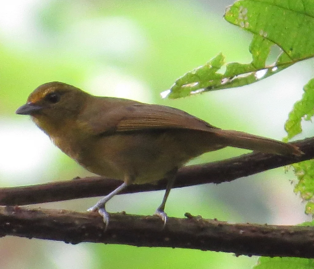 绿拟雀(Sphenopsis frontalis)