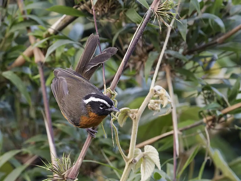 南拟雀(Sphenopsis piurae)