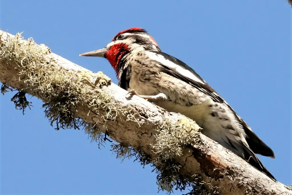 红颈吸汁啄木鸟(Sphyrapicus nuchalis)