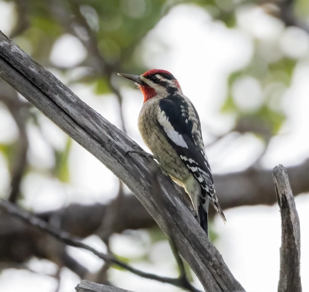 红颈吸汁啄木鸟(Sphyrapicus nuchalis)
