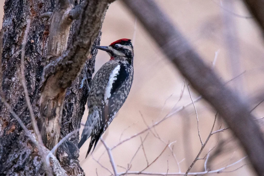 红颈吸汁啄木鸟(Sphyrapicus nuchalis)