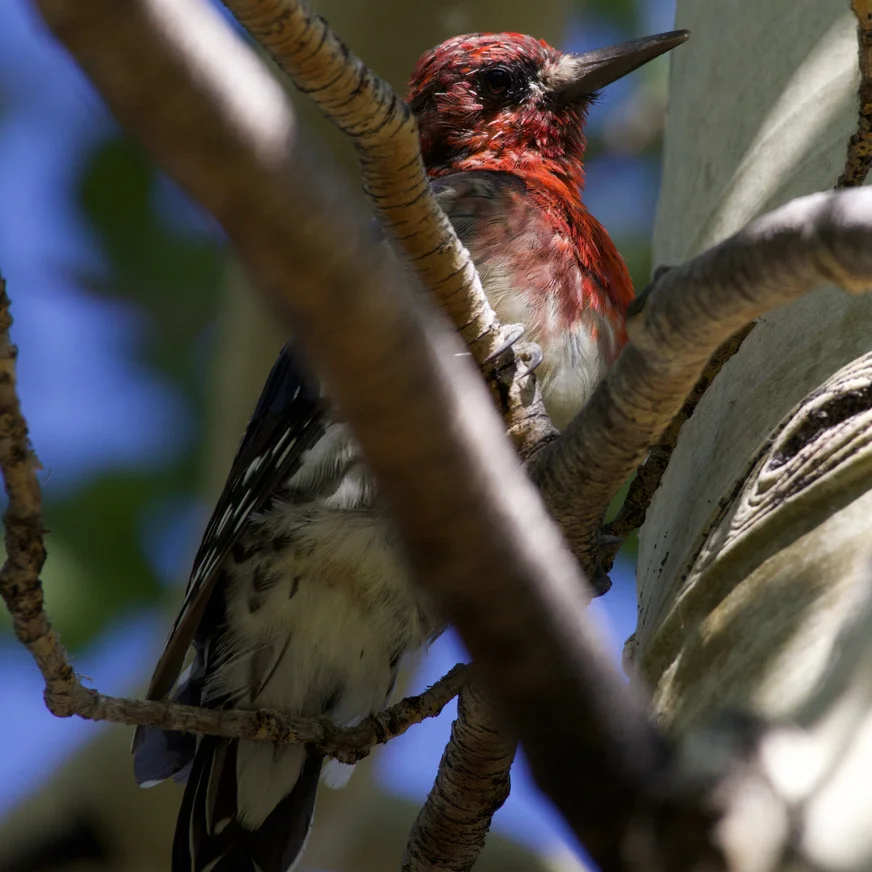 红胸吸汁啄木鸟(Sphyrapicus ruber)