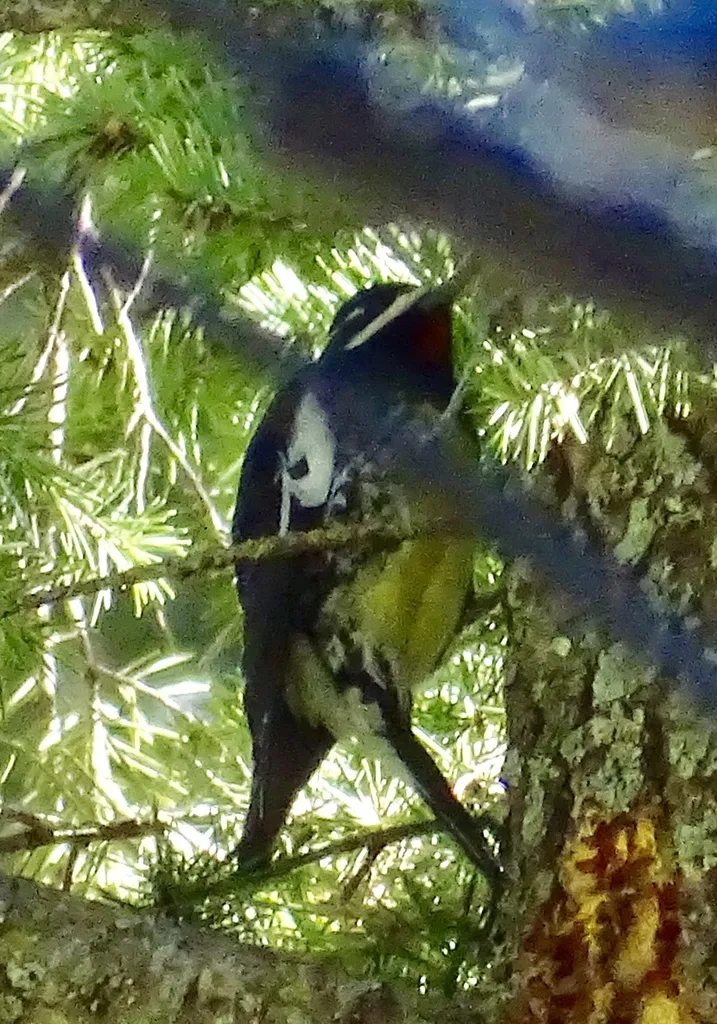 威氏吸汁啄木鸟(Sphyrapicus thyroideus)