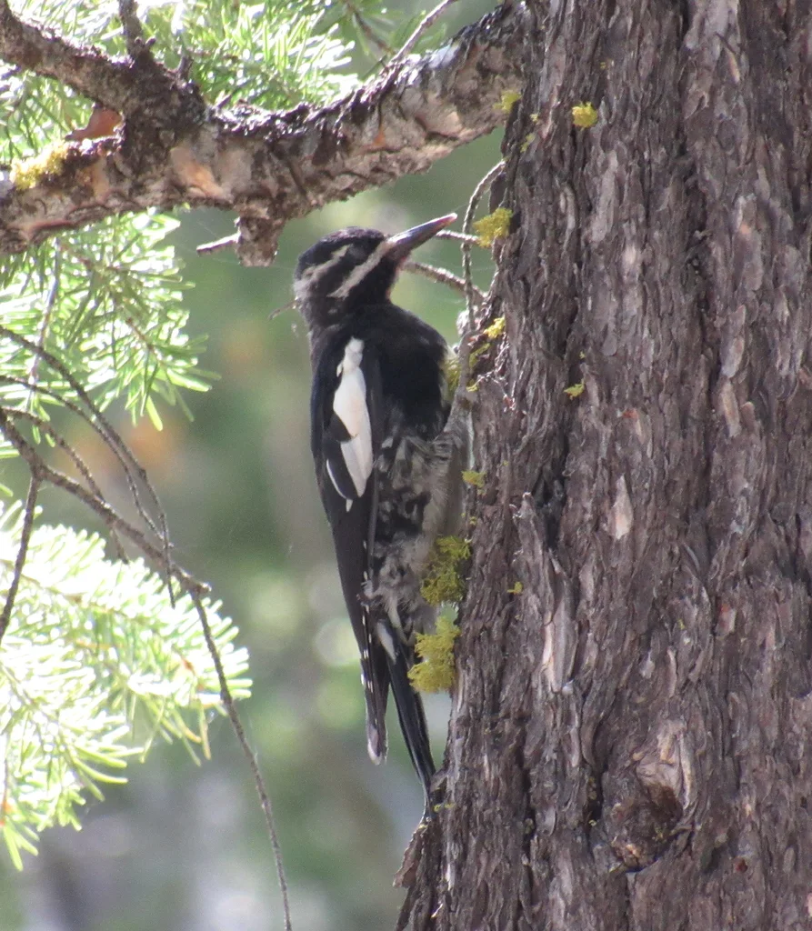 威氏吸汁啄木鸟(Sphyrapicus thyroideus)