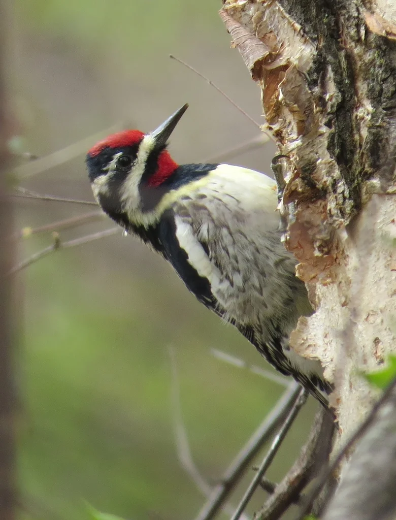 黄腹吸汁啄木鸟(Sphyrapicus varius)