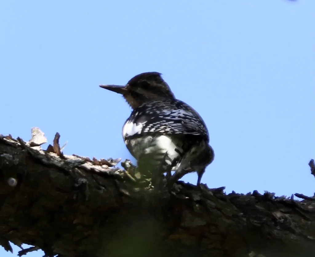 黄腹吸汁啄木鸟(Sphyrapicus varius)