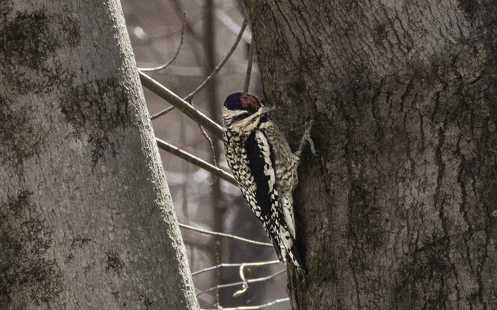 黄腹吸汁啄木鸟(Sphyrapicus varius)