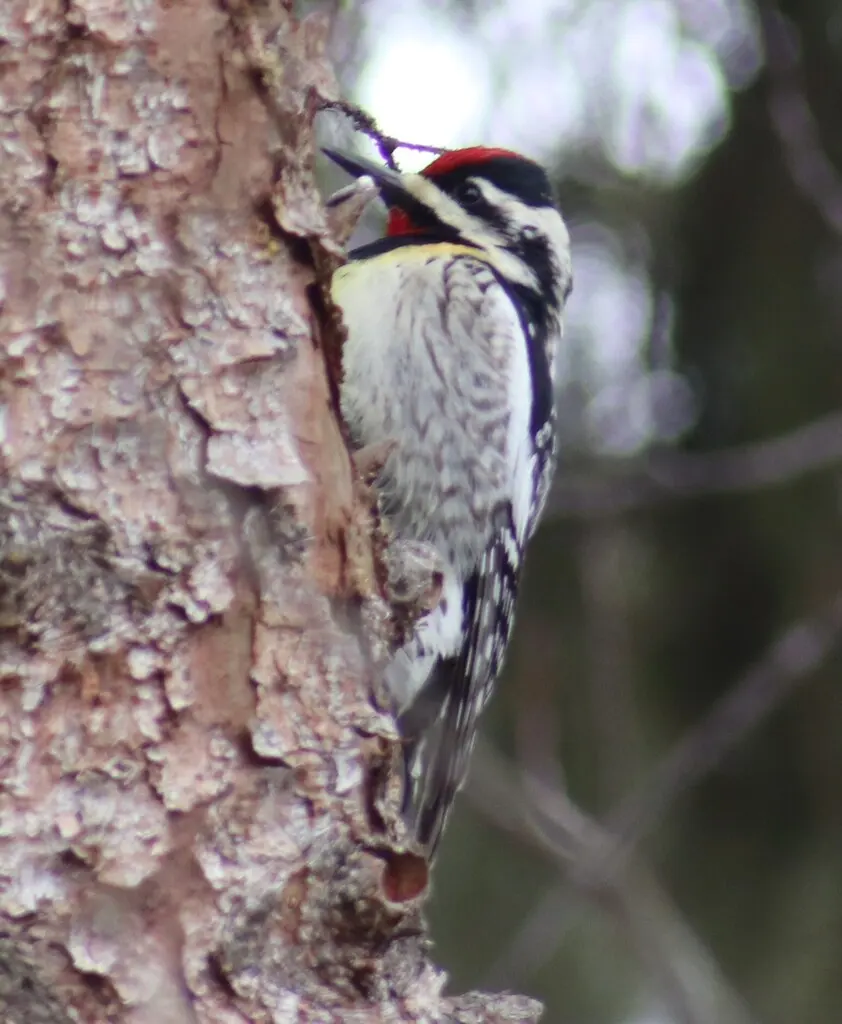 黄腹吸汁啄木鸟(Sphyrapicus varius)