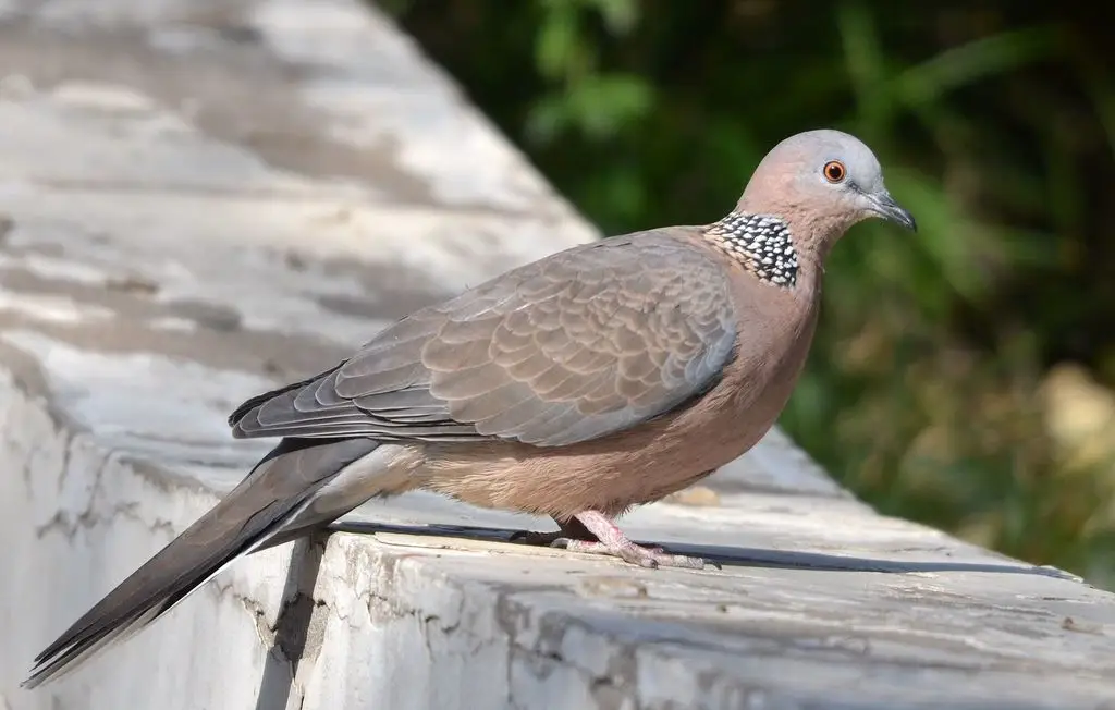 珠颈斑鸠(Spilopelia chinensis)