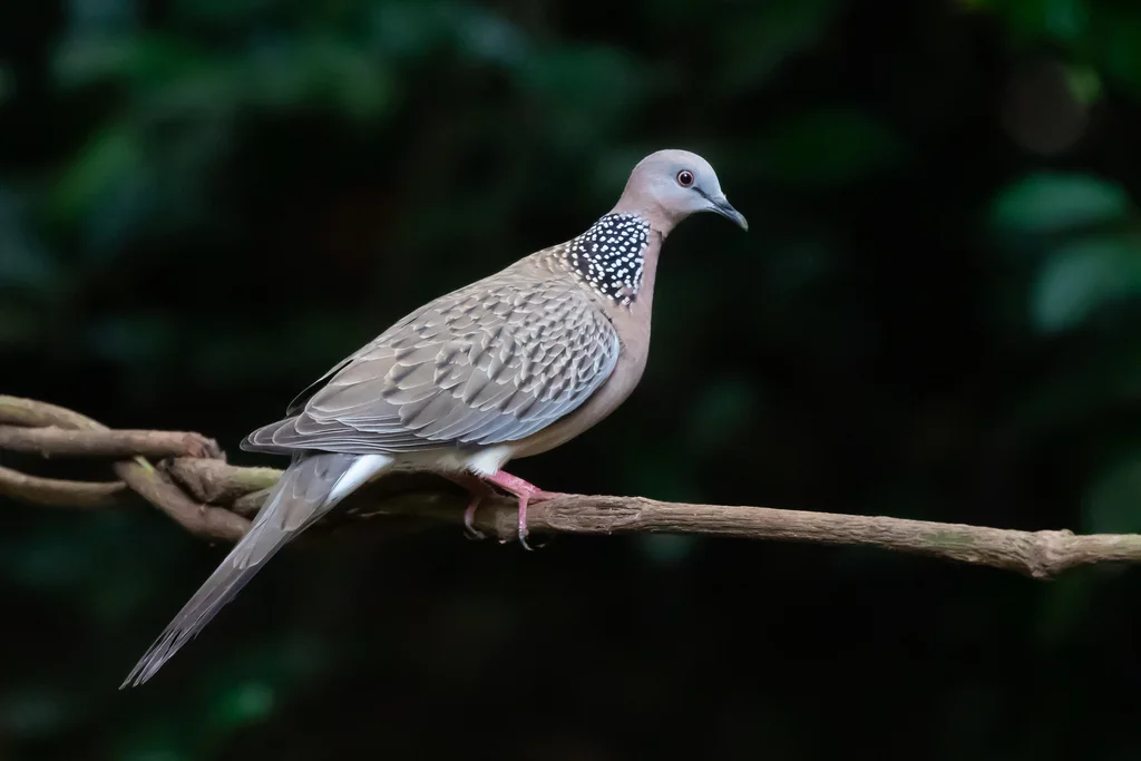 珠颈斑鸠(Spilopelia chinensis)
