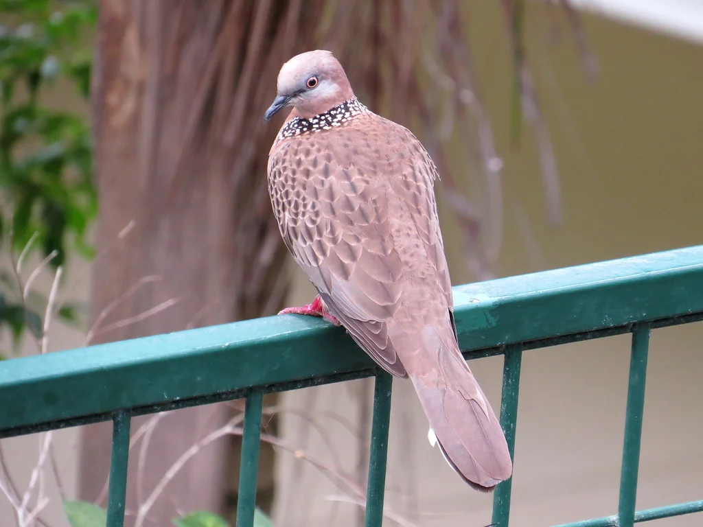 珠颈斑鸠(Spilopelia chinensis)