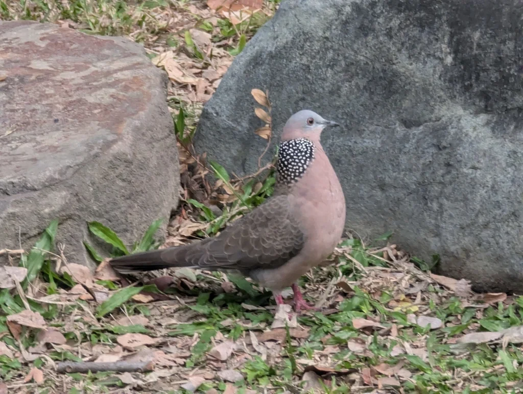 珠颈斑鸠(Spilopelia chinensis)