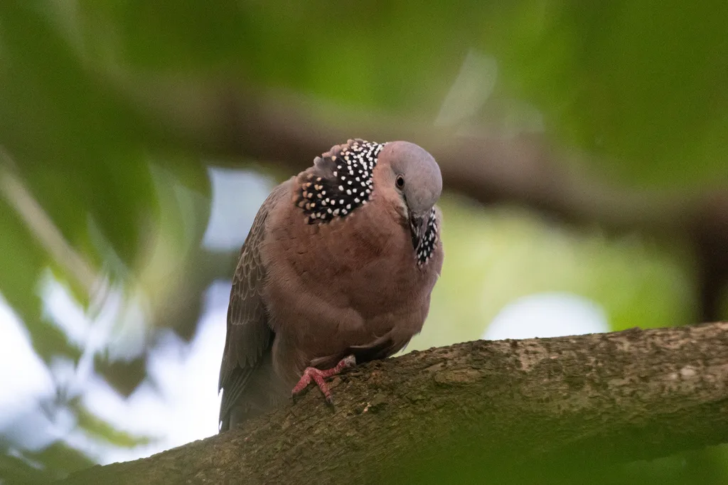 珠颈斑鸠(Spilopelia chinensis)