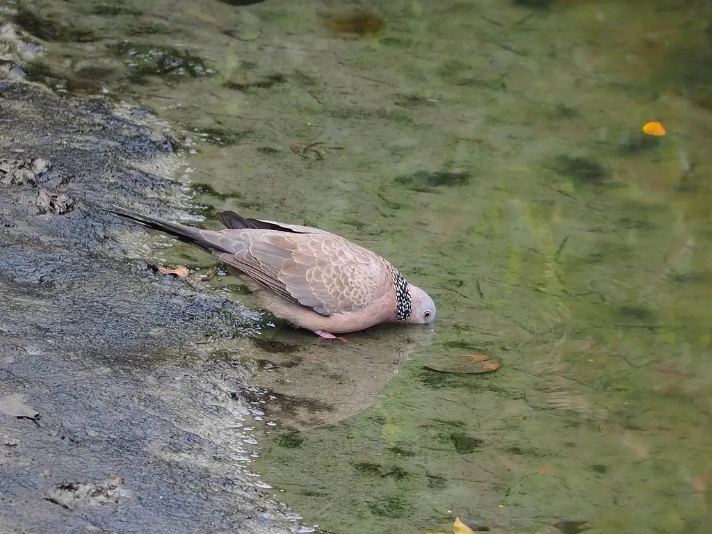 珠颈斑鸠(Spilopelia chinensis)