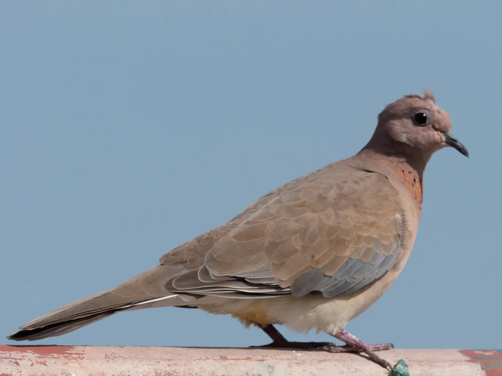棕斑鸠(Spilopelia senegalensis)