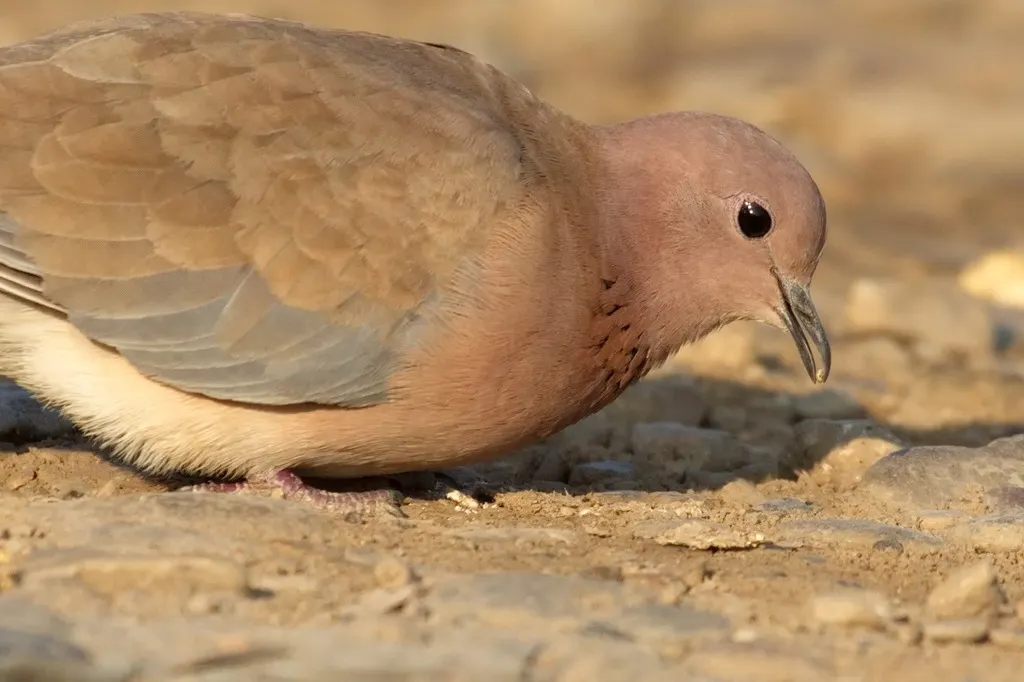 棕斑鸠(Spilopelia senegalensis)