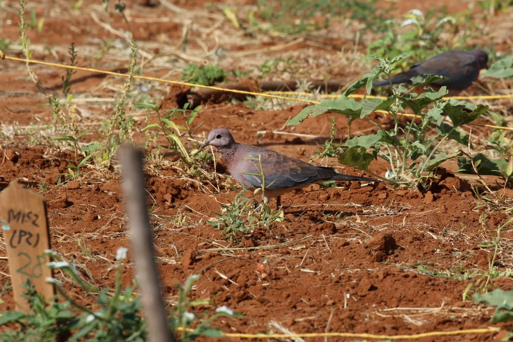 棕斑鸠(Spilopelia senegalensis)