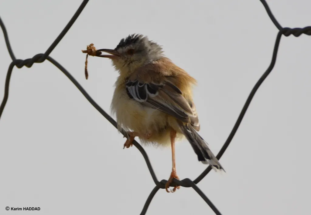 蟋蟀鹪莺(Spiloptila clamans)