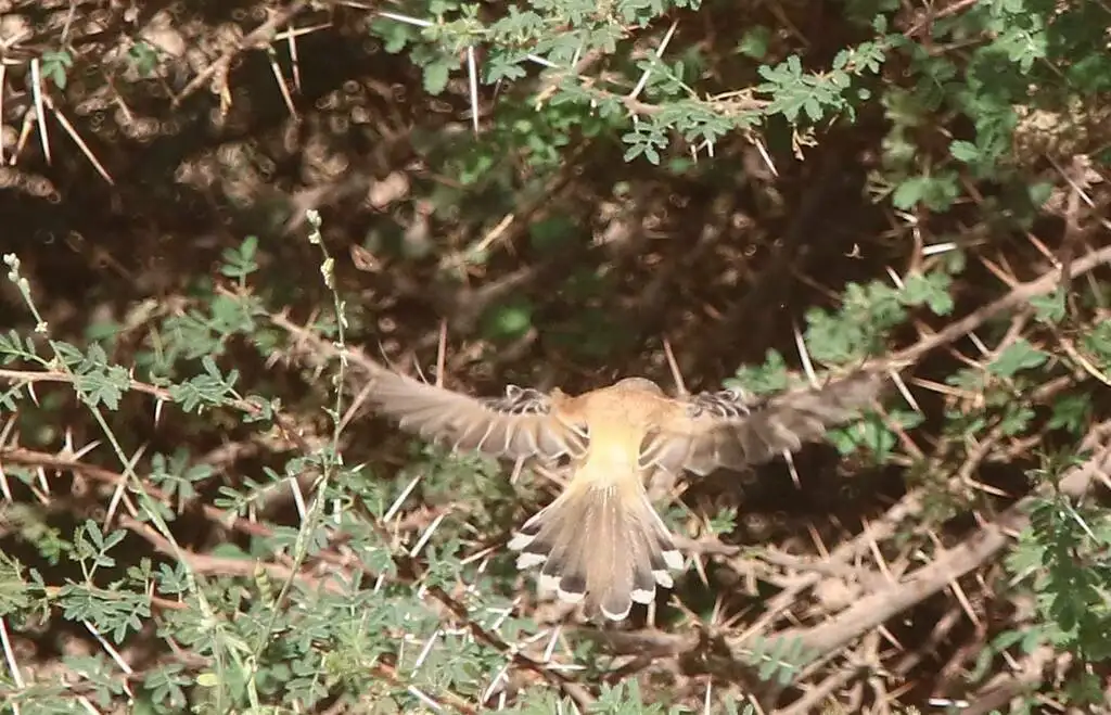 蟋蟀鹪莺(Spiloptila clamans)