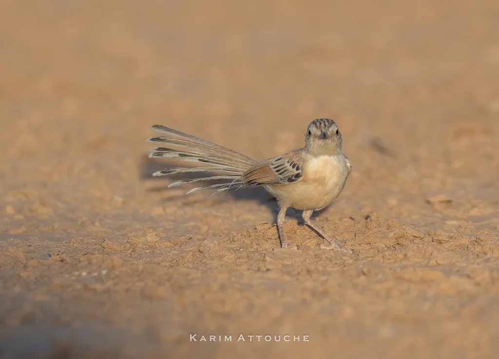 蟋蟀鹪莺(Spiloptila clamans)