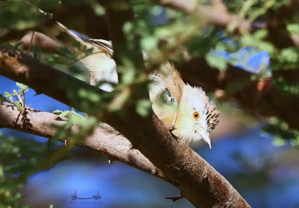 蟋蟀鹪莺(Spiloptila clamans)