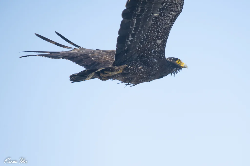 蛇雕(Spilornis cheela)