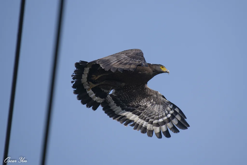 蛇雕(Spilornis cheela)
