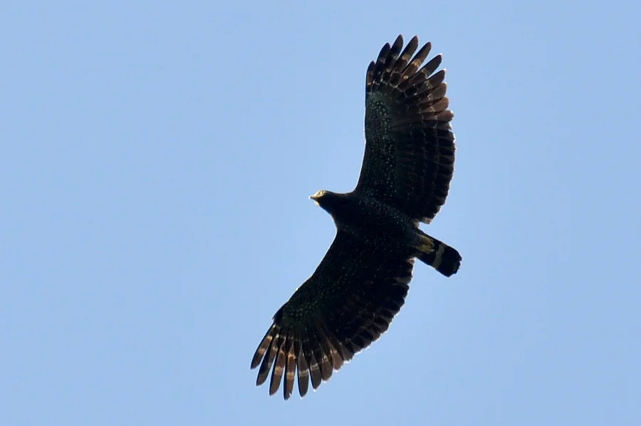 安达曼蛇雕(Spilornis elgini)