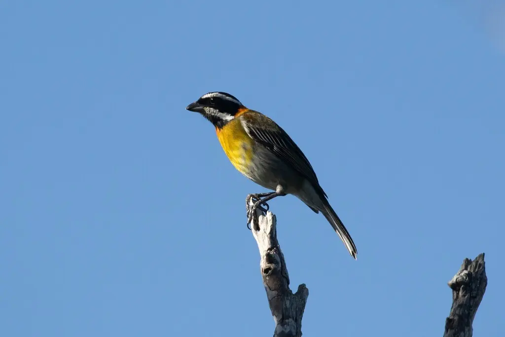 波多鹀唐纳雀(Spindalis portoricensis)