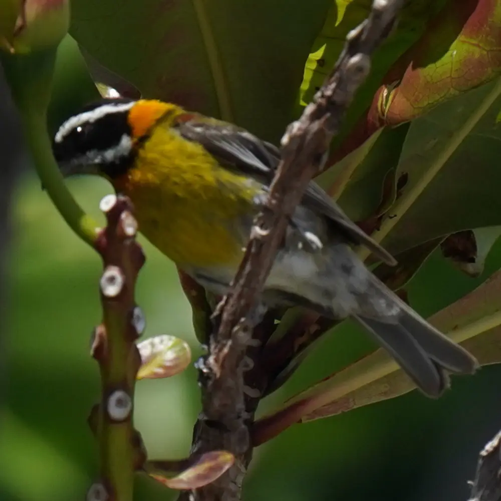波多鹀唐纳雀(Spindalis portoricensis)