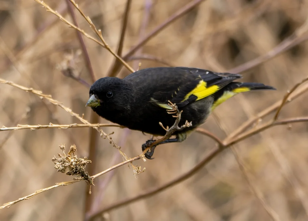 黑金翅雀(Spinus atratus)