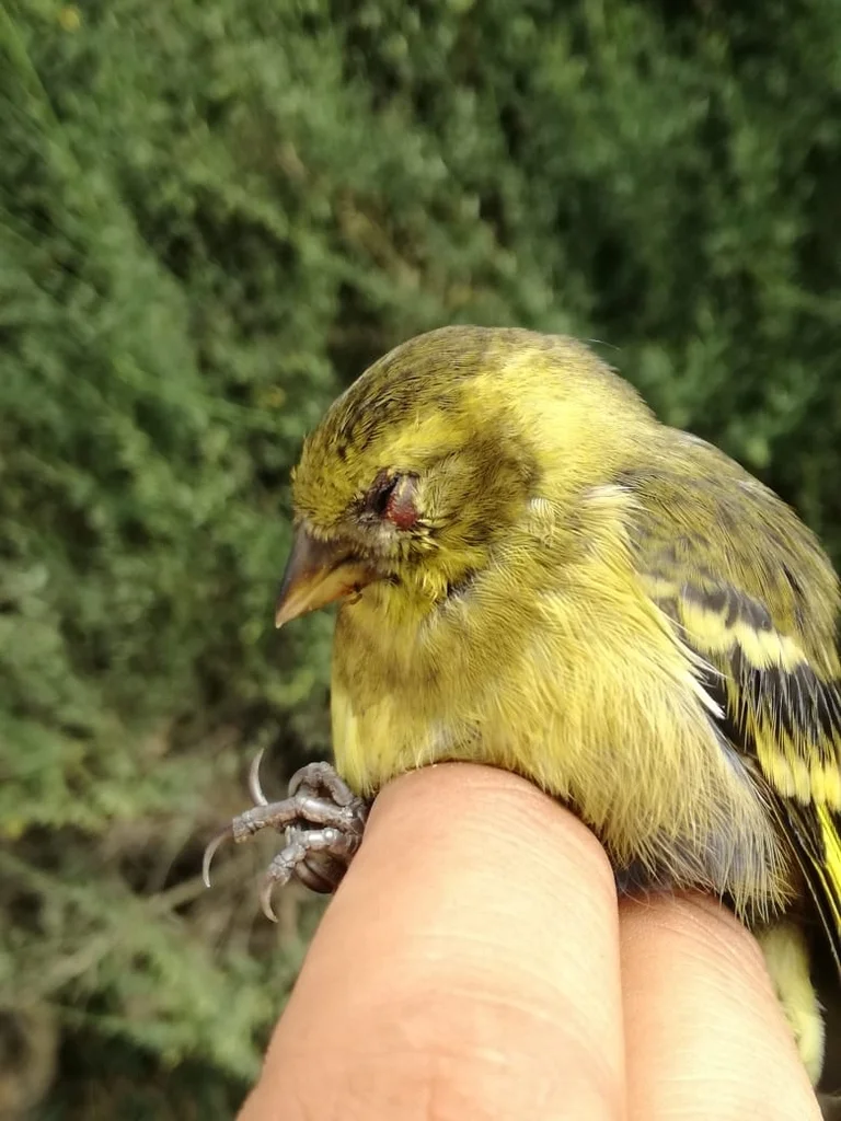 黑颏金翅雀(Spinus barbatus)