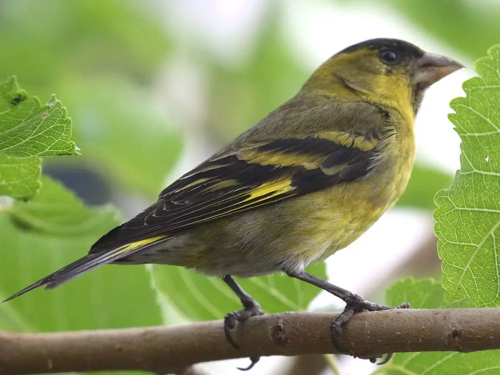 黑颏金翅雀(Spinus barbatus)