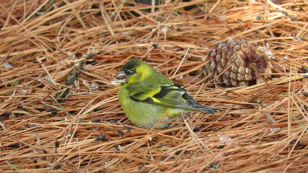 黑颏金翅雀(Spinus barbatus)