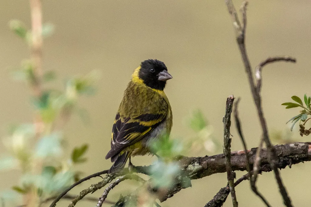 厚嘴金翅雀(Spinus crassirostris)