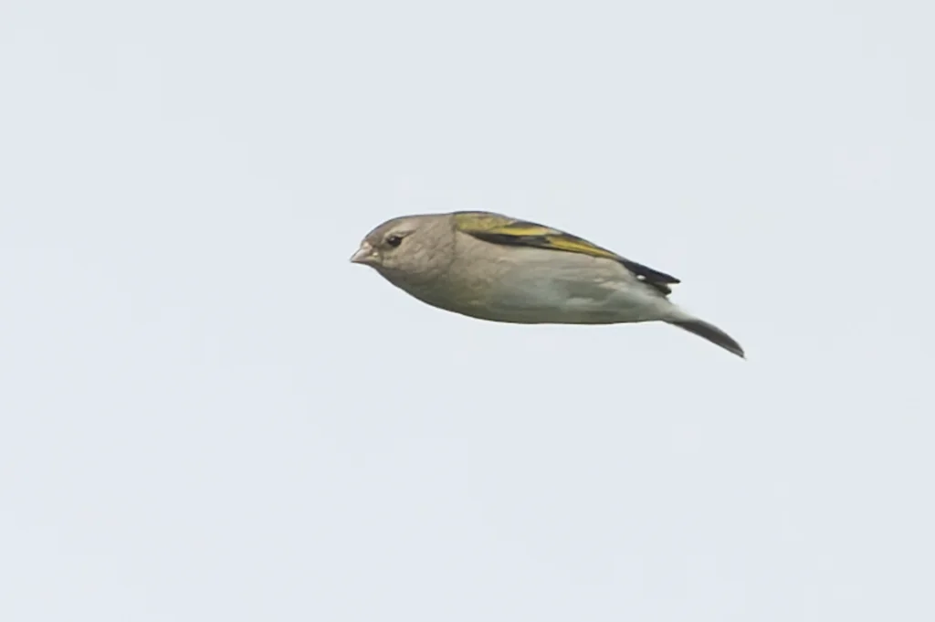 加州金翅雀(Spinus lawrencei)