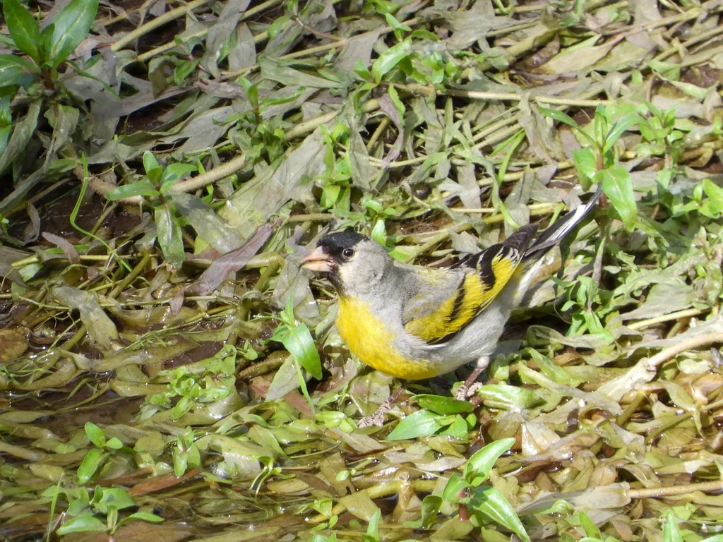 加州金翅雀(Spinus lawrencei)
