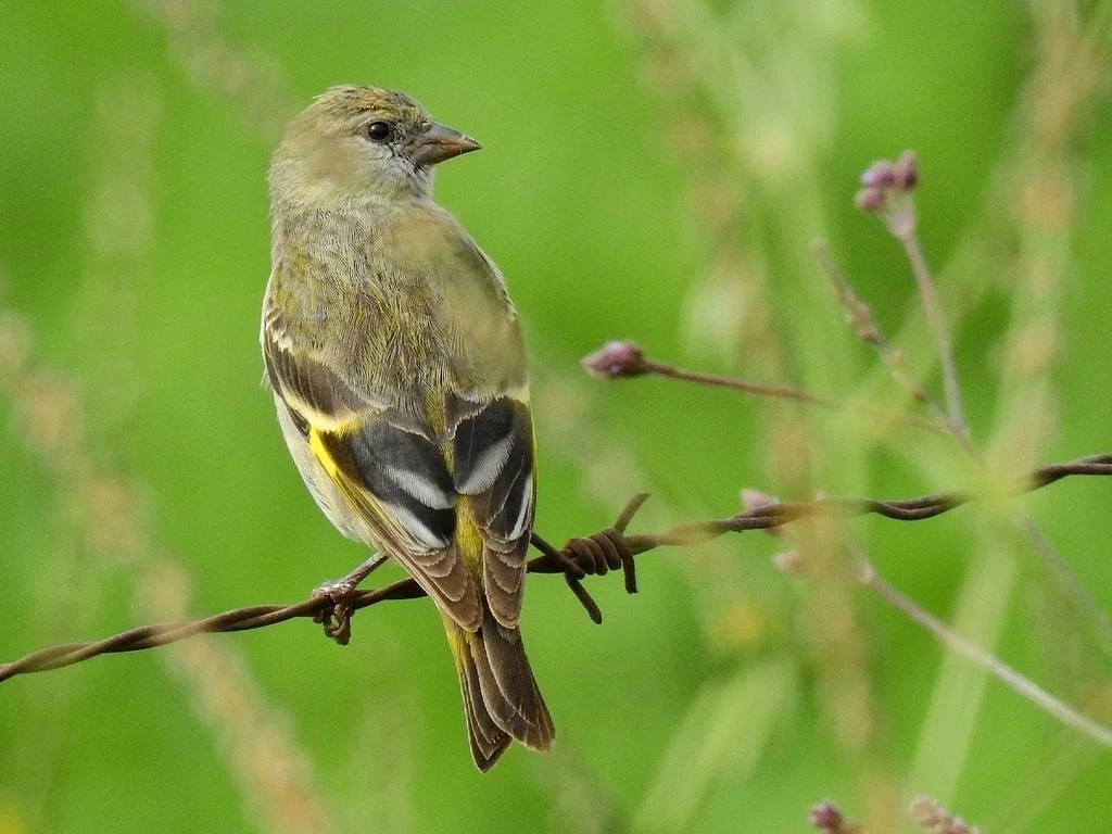冠金翅雀(Spinus magellanicus)